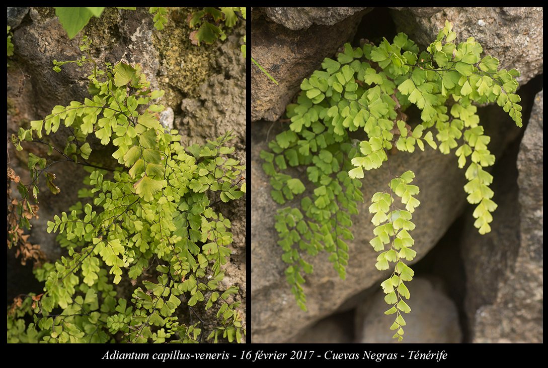 Adiantum capillusveneris